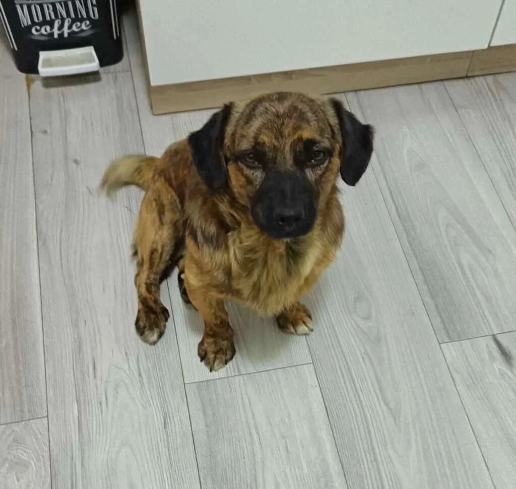 Benji, male 4yo Mixed Breed for adoption at Friends for Life Germany e.V., Hemer