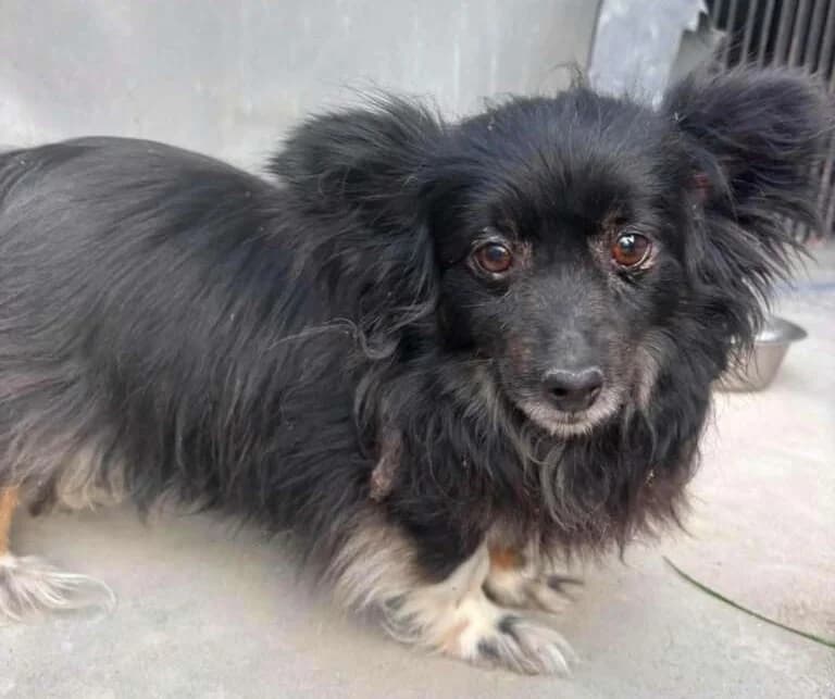 Betty, female senior Mixed Breed for adoption at Friends for Life Germany e.V., Hemer