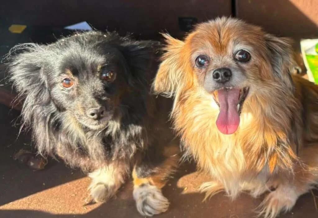 Sasha, female senior Mixed Breed for adoption at Friends for Life Germany e.V., Hemer