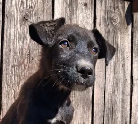 Bjarne, male puppy Mixed Breed for adoption at Friends for Life Germany e.V., Hemer