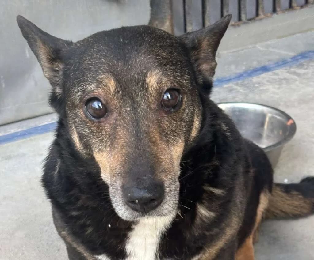 Brenda, female senior Mixed Breed for adoption at Friends for Life Germany e.V., Hemer