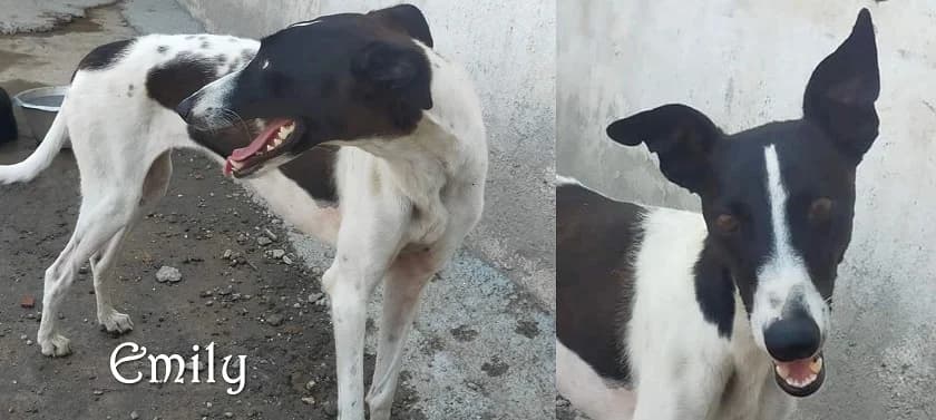 Emily, female 6yo Mixed Breed for adoption at Friends for Life Germany e.V., Hemer