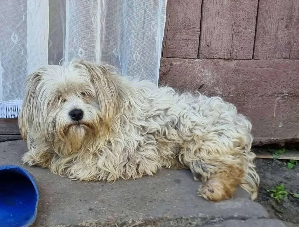 Fran, male young Mixed Breed for adoption at Friends for Life Germany e.V., Hemer
