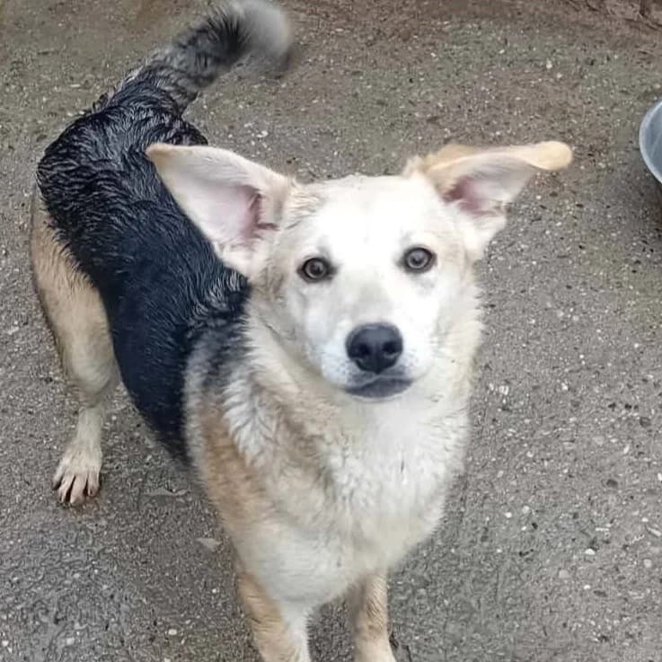 Gaya, female puppy Mixed Breed for adoption at Friends for Life Germany e.V., Hemer