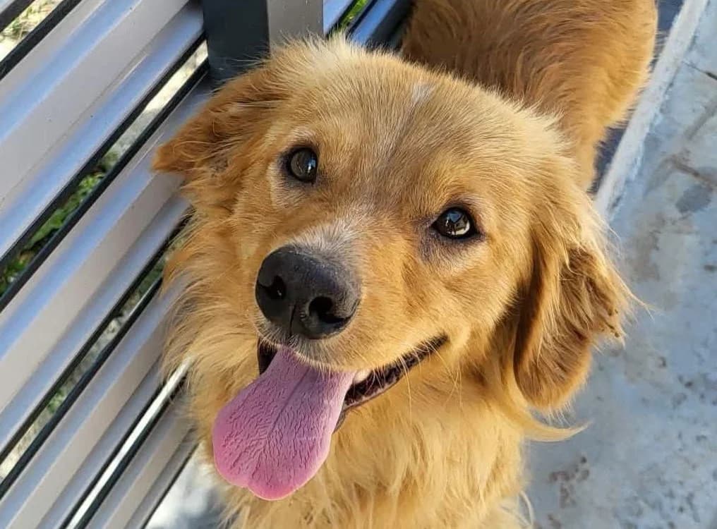 Happy, male 4yo Mixed Breed for adoption at Friends for Life Germany e.V., Hemer