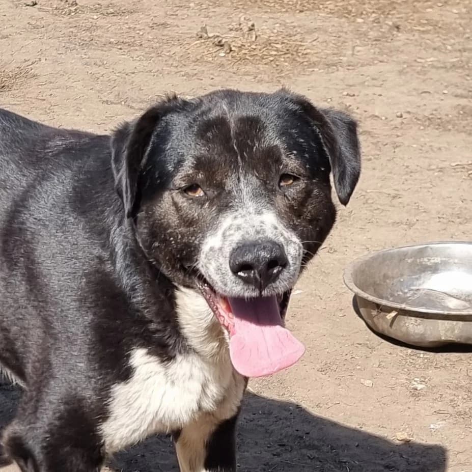 Imani, 3yo Mixed Breed for adoption at Friends for Life Germany e.V., Hemer