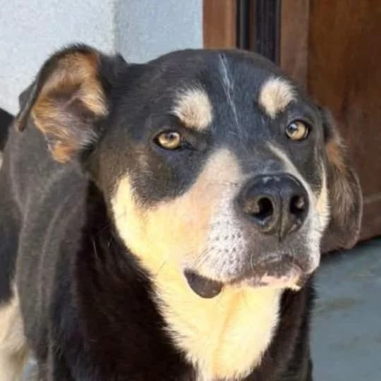 Jack, male young Mixed Breed for adoption at Friends for Life Germany e.V., Hemer