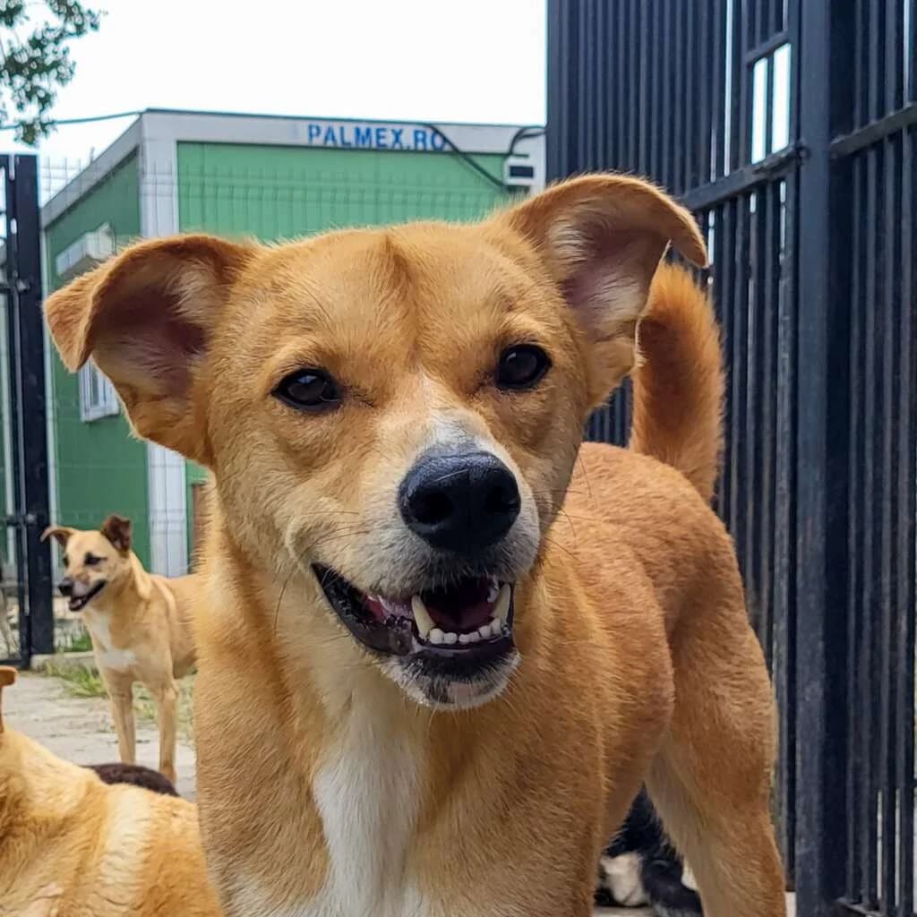 Jethro, male 5yo Mixed Breed for adoption at Friends for Life Germany e.V., Hemer