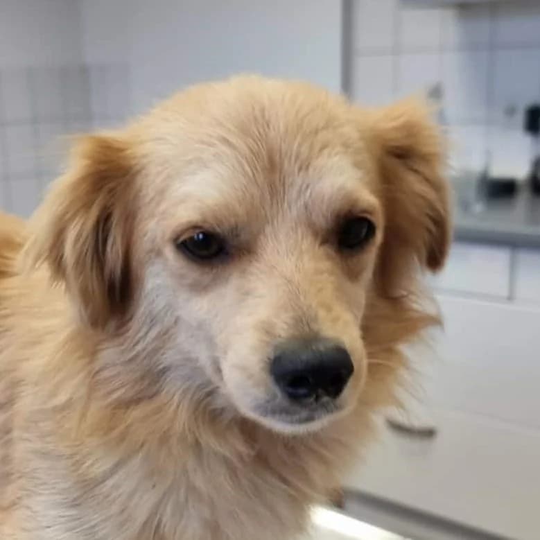 Josha, male Mixed Breed for adoption at Friends for Life Germany e.V., Hemer