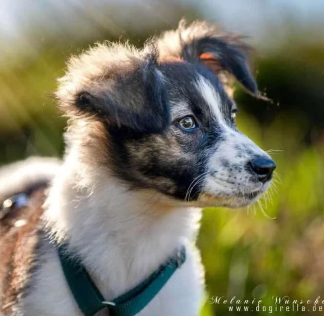 Loki, male Mixed Breed for adoption at Friends for Life Germany e.V., Hemer