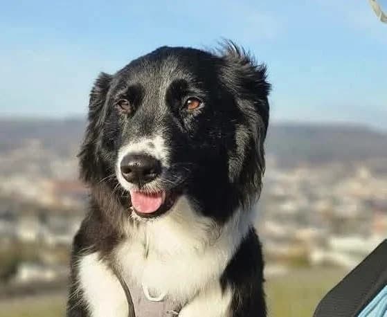 Luke, male 7yo Mixed Breed for adoption at Friends for Life Germany e.V., Hemer