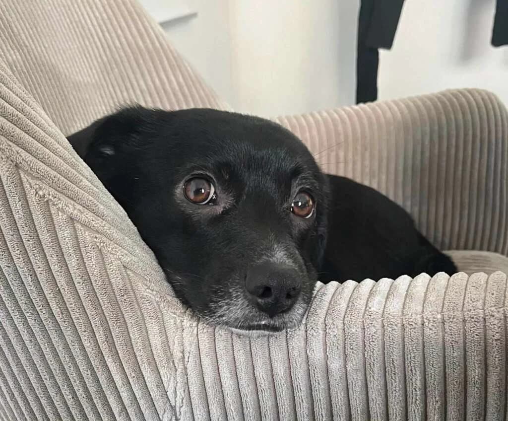 Monty, male Mixed Breed for adoption at Friends for Life Germany e.V., Hemer