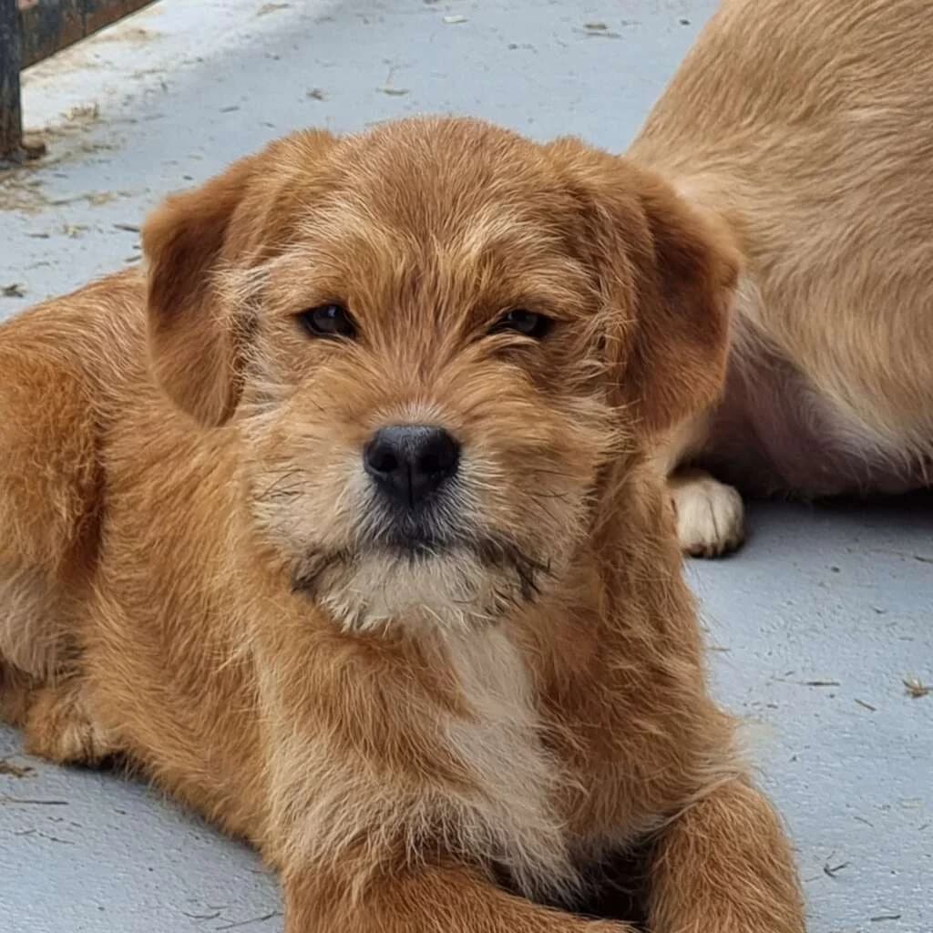 Moritz, male puppy Mixed Breed for adoption at Friends for Life Germany e.V., Hemer