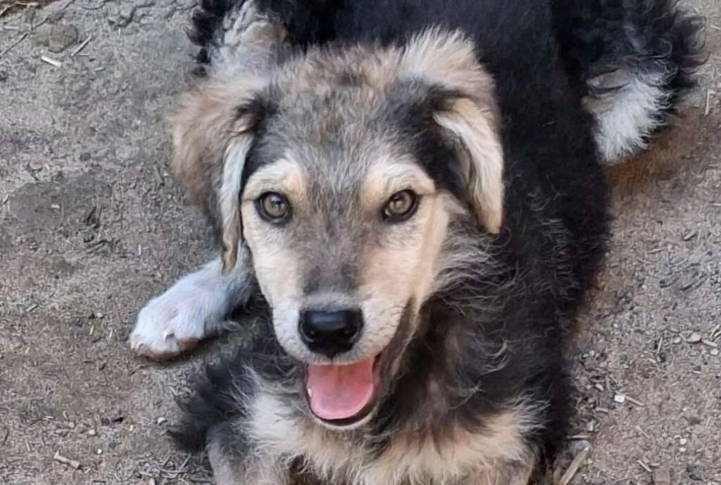 MyBoy, male puppy Mixed Breed for adoption at Friends for Life Germany e.V., Hemer