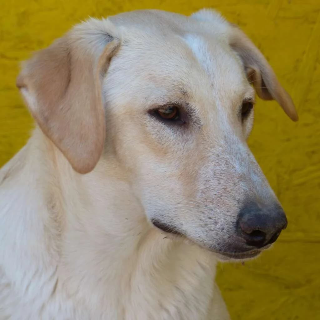Odin, male 6yo Mixed Breed for adoption at Friends for Life Germany e.V., Hemer