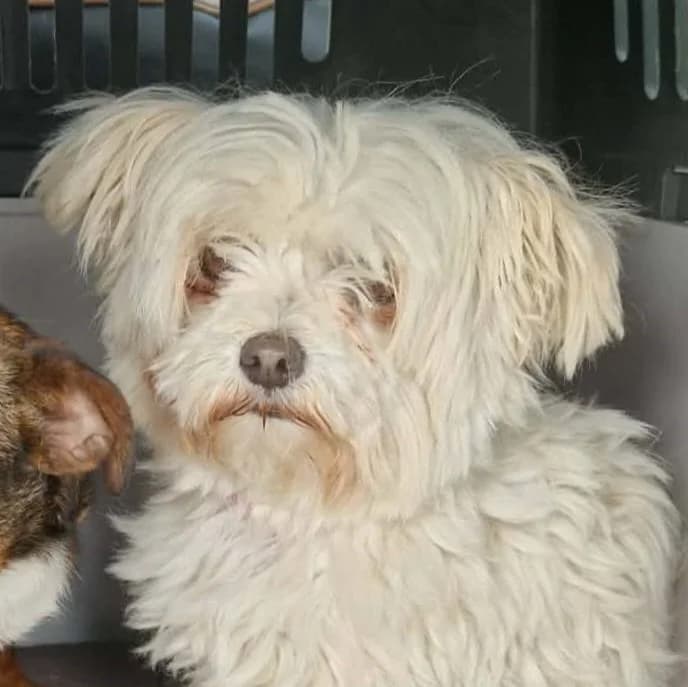 Perla, female Mixed Breed for adoption at Friends for Life Germany e.V., Hemer