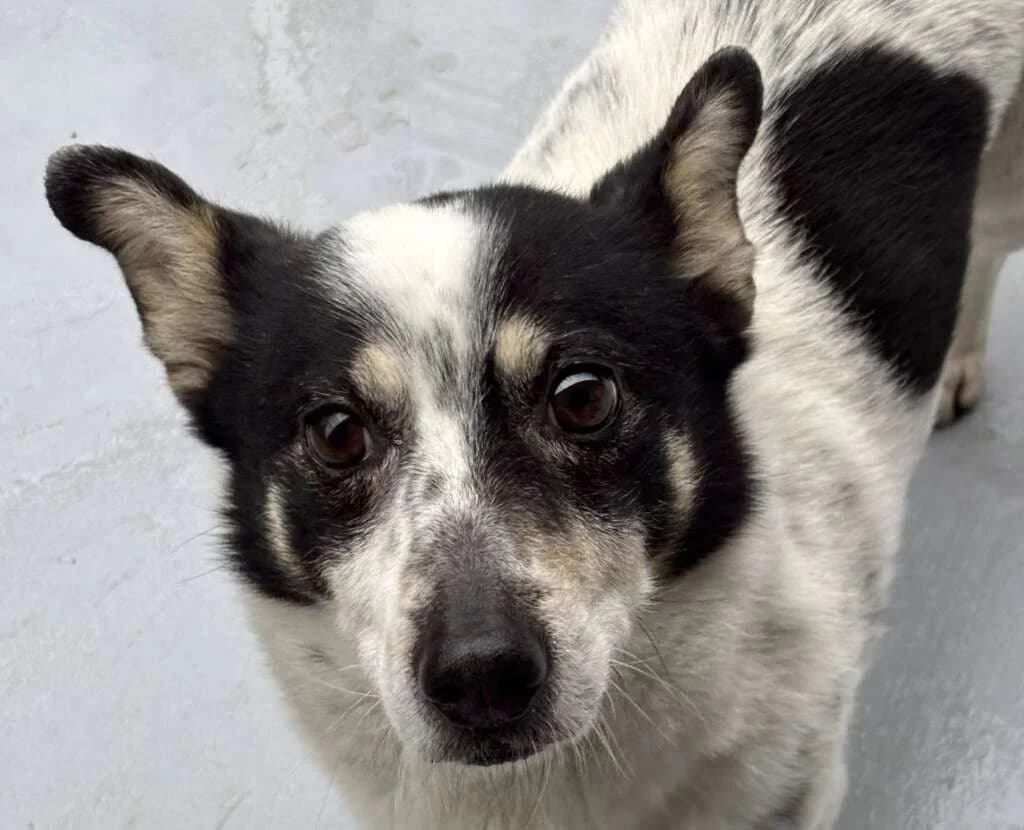 Ramon, male young Mixed Breed for adoption at Friends for Life Germany e.V., Hemer