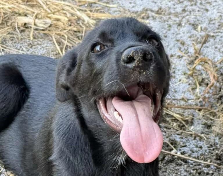 Riko, male Mixed Breed for adoption at Friends for Life Germany e.V., Hemer