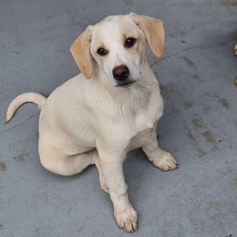 Rieke, female young Mixed Breed for adoption at Friends for Life Germany e.V., Hemer