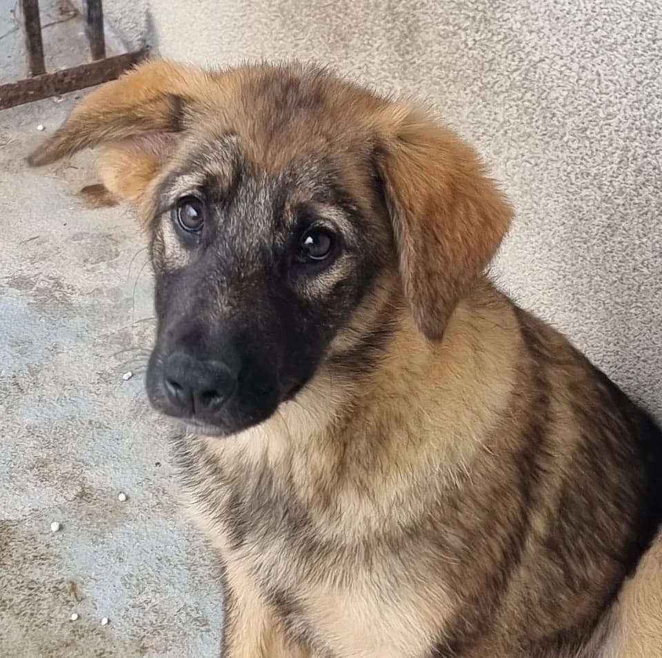 Rika, female Mixed Breed for adoption at Friends for Life Germany e.V., Hemer