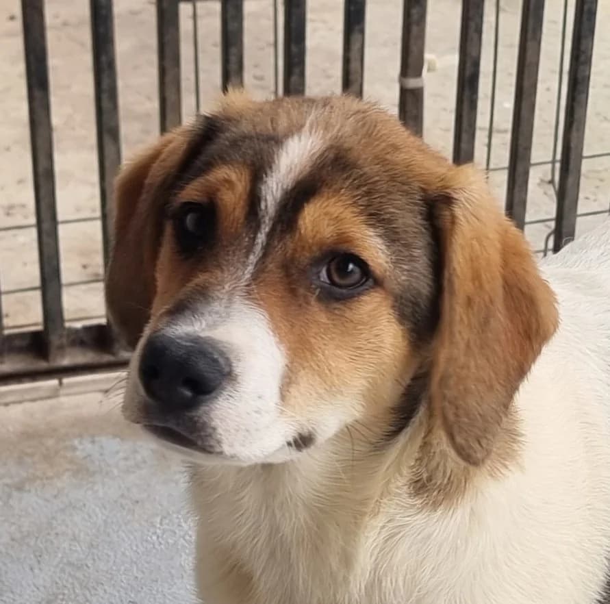 Ripley, male puppy Mixed Breed for adoption at Friends for Life Germany e.V., Hemer