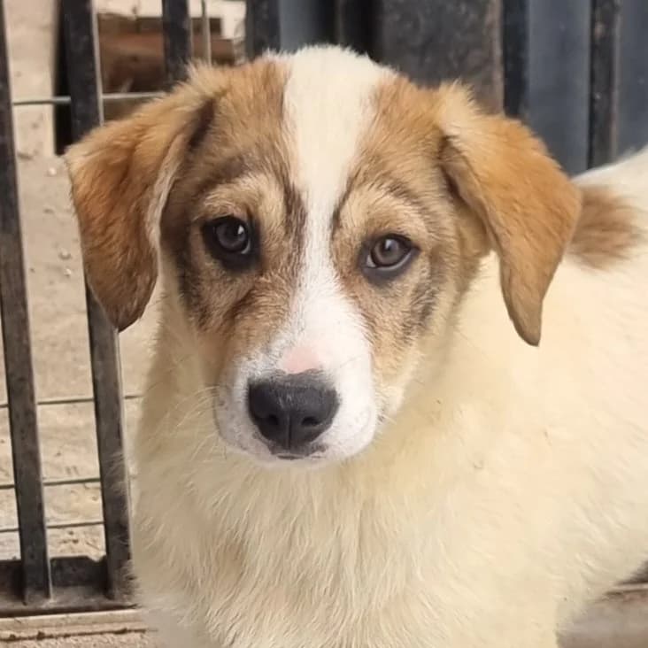 Robin, male puppy Mixed Breed for adoption at Friends for Life Germany e.V., Hemer