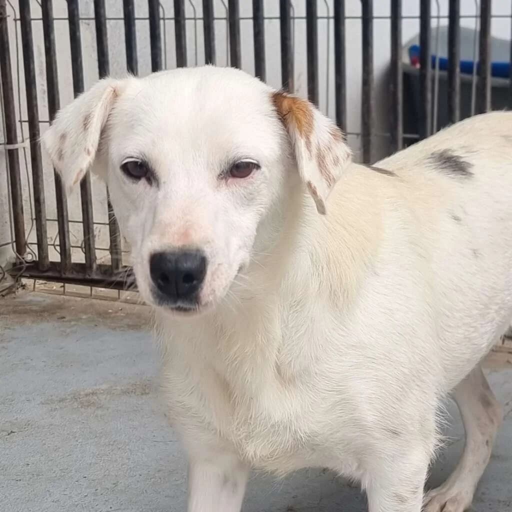 Runa, young Mixed Breed for adoption at Friends for Life Germany e.V., Hemer