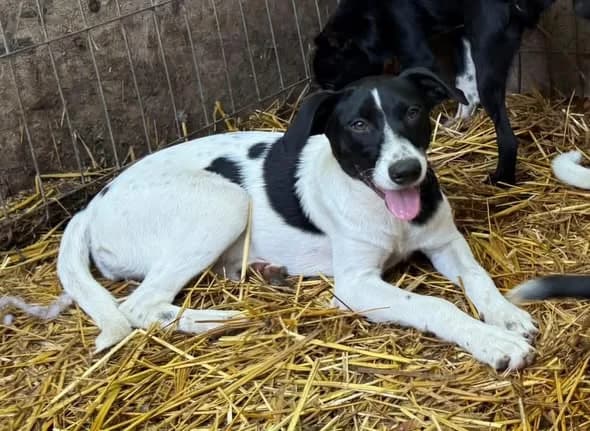Shiva, female Mixed Breed for adoption at Friends for Life Germany e.V., Hemer