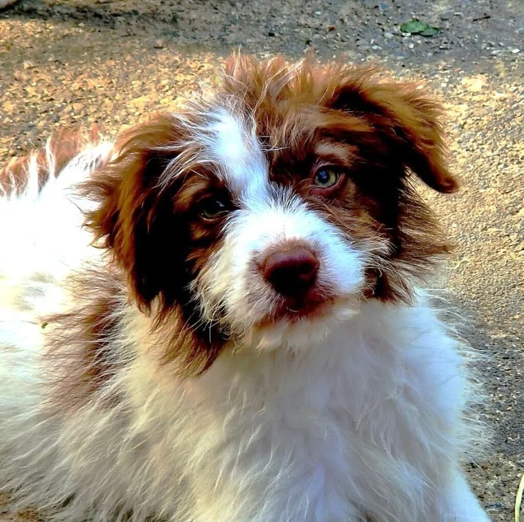 Smokey, male Mixed Breed for adoption at Friends for Life Germany e.V., Hemer
