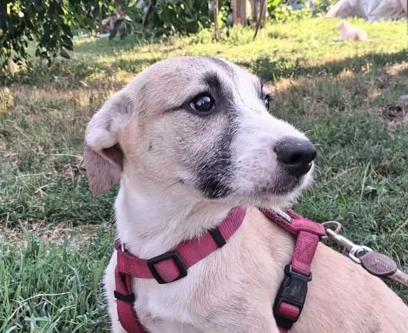 Sophie, female Mixed Breed for adoption at Friends for Life Germany e.V., Hemer