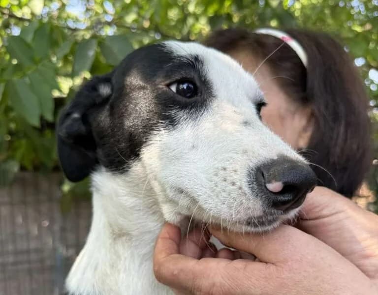 Srđan, male Mixed Breed for adoption at Friends for Life Germany e.V., Hemer
