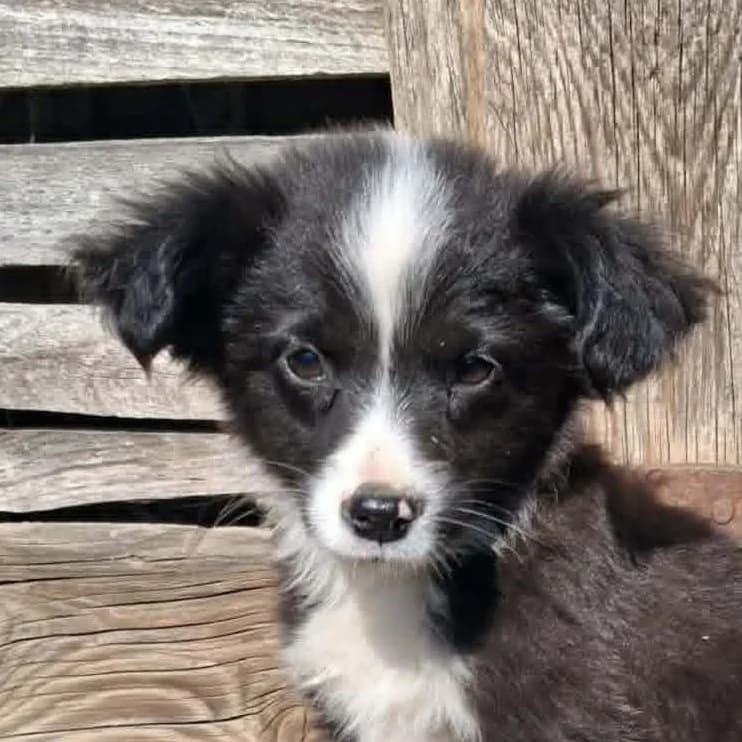 Tara, female Mixed Breed for adoption at Friends for Life Germany e.V., Hemer