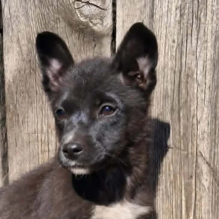 Thea, female Mixed Breed for adoption at Friends for Life Germany e.V., Hemer