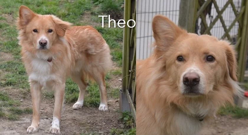 Theo, male puppy Mixed Breed for adoption at Friends for Life Germany e.V., Hemer