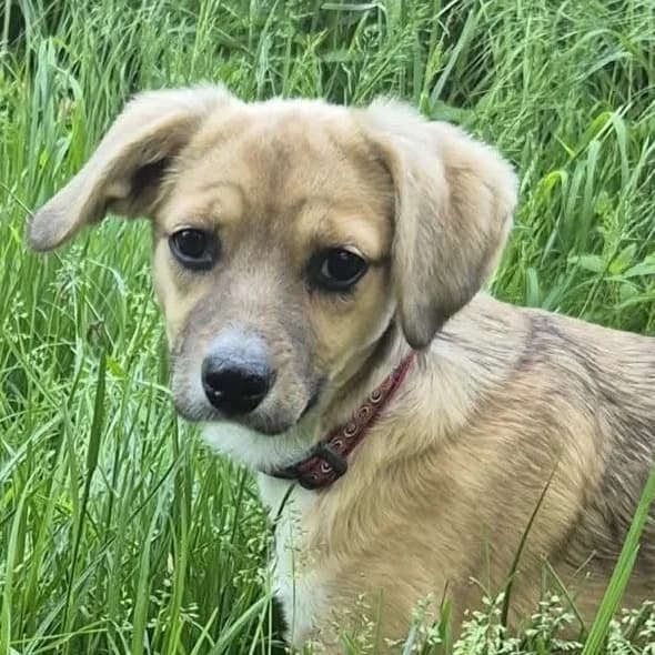 Usha, female Mixed Breed for adoption at Friends for Life Germany e.V., Hemer