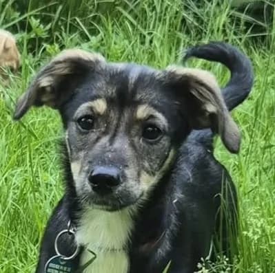 Ulla, female Mixed Breed for adoption at Friends for Life Germany e.V., Hemer