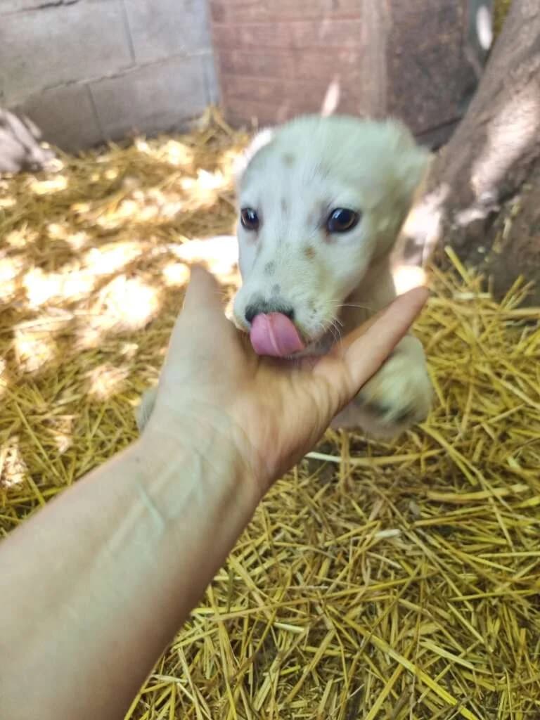 Vinn, male Mixed Breed for adoption at Friends for Life Germany e.V., Hemer