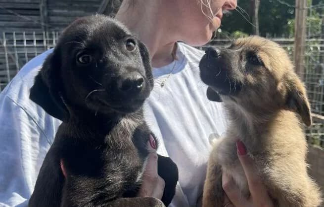 Xaver & Xanti_ Rüde & Hündin, male puppy Mixed Breed for adoption at Friends for Life Germany e.V., Hemer