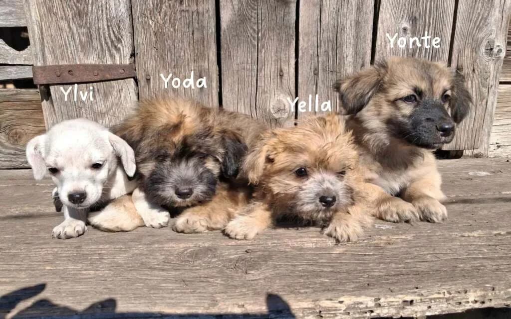Yella, male puppy Mixed Breed for adoption at Friends for Life Germany e.V., Hemer
