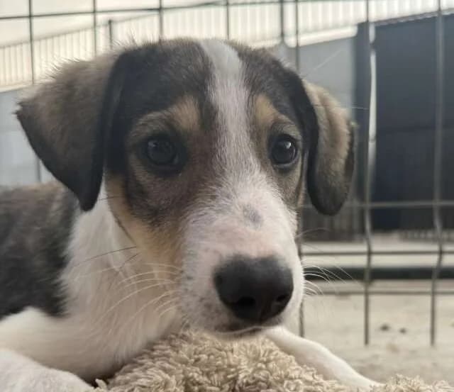 Yuki, male Mixed Breed for adoption at Friends for Life Germany e.V., Hemer