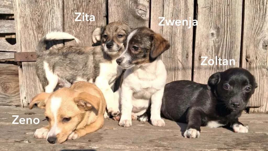 Zoltan, puppy Mixed Breed for adoption at Friends for Life Germany e.V., Hemer
