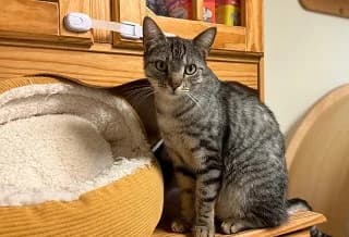 Kasper, male 3yo Mixed Breed for adoption at generator