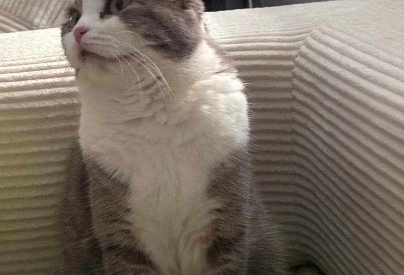 Lily, grau female 5yo Mixed Breed for adoption at generator