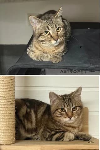 Olaf & Ole, male Mixed Breed for adoption at generator