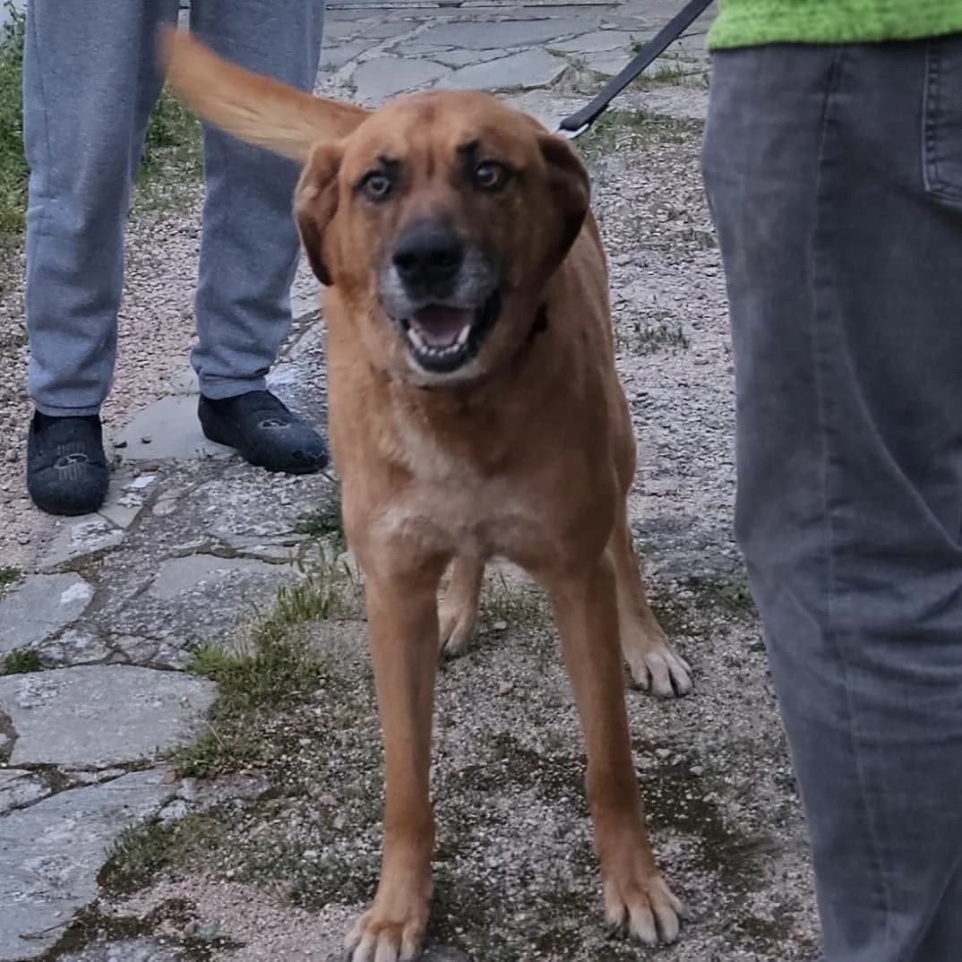 Billy, male senior Mixed Breed for adoption at Tierschutzverein Furbys FellFreunde, Bornheim