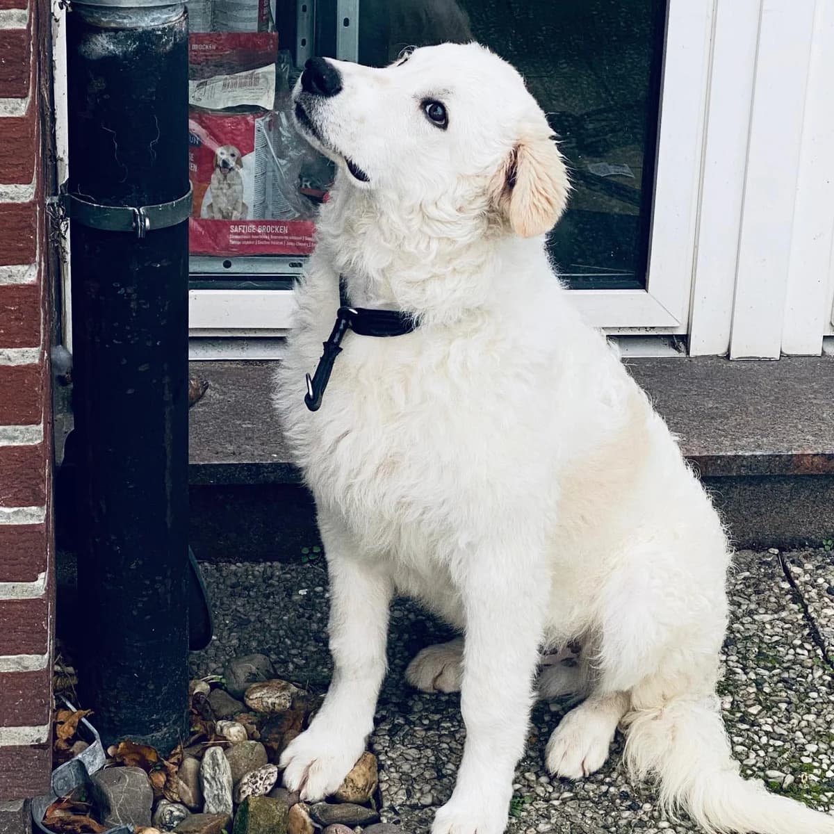 Cappuccino, male Mixed Breed for adoption at Tierschutzverein Furbys FellFreunde, Bornheim