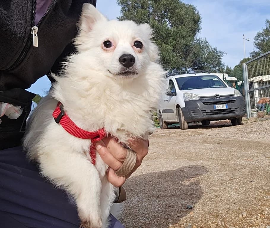 Leo, weiß male Mixed Breed for adoption at Tierschutzverein Furbys FellFreunde, Bornheim