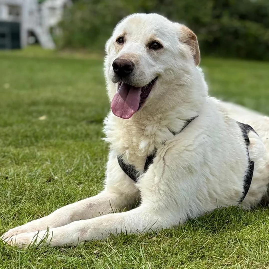 Lucio, male Labrador Retriever for adoption at Tierschutzverein Furbys FellFreunde, Bornheim