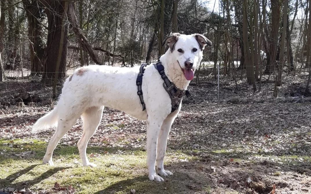 Letizia, female Mixed Breed for adoption at Tierschutzverein Furbys FellFreunde, Bornheim