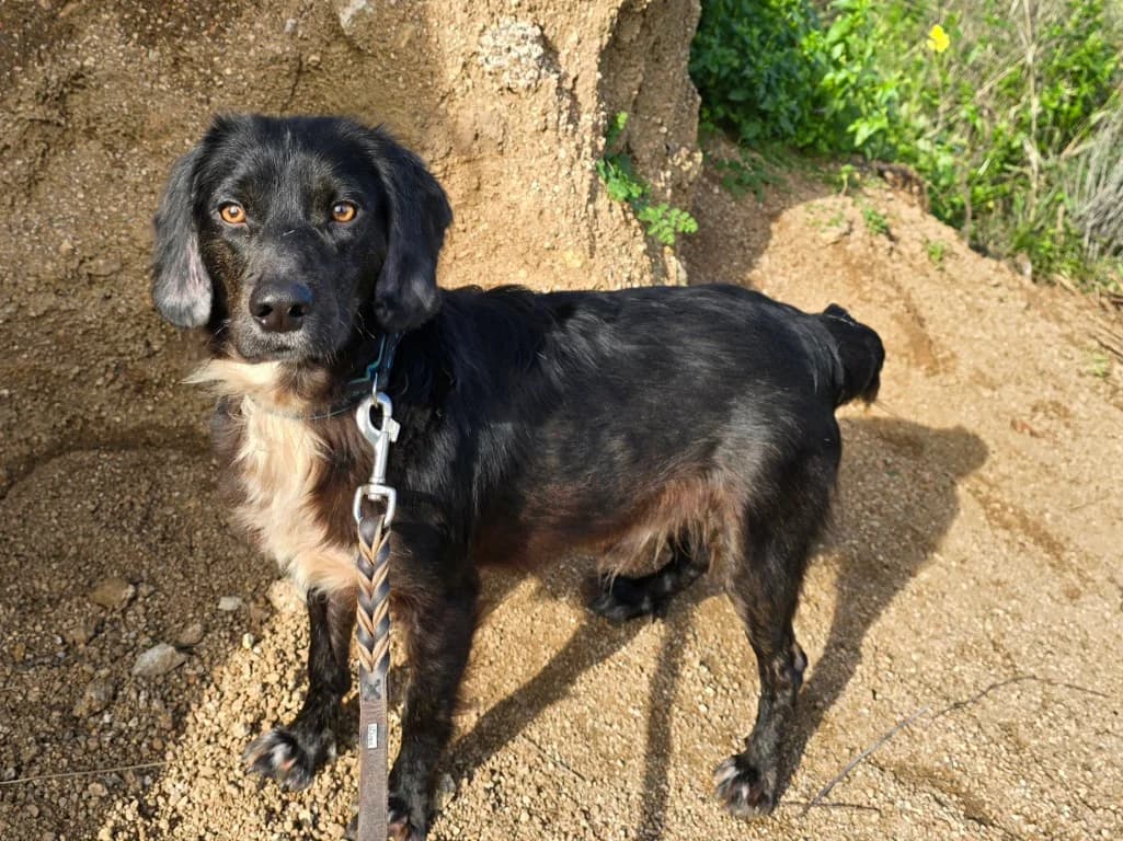 Immo, male Mixed Breed for adoption at Tierschutzverein Furbys FellFreunde, Bornheim
